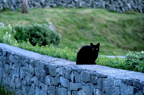 GATO IRLANDA